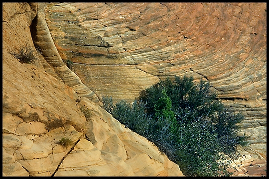 Tree and Rock.jpg